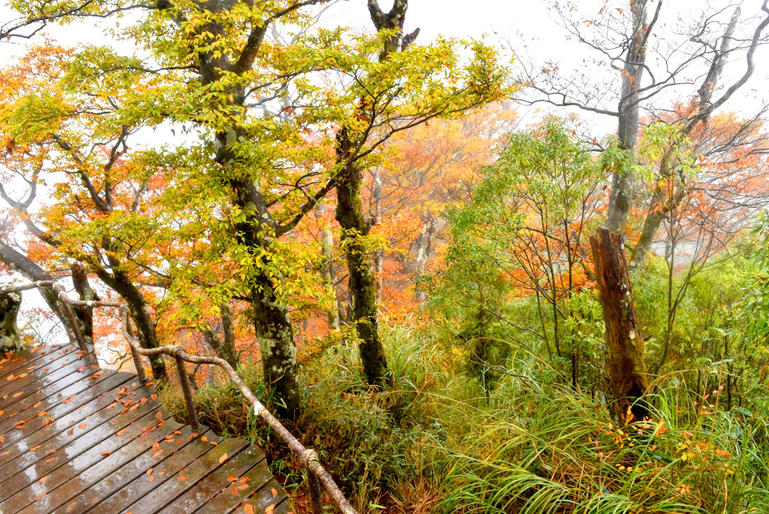  【宜蘭】太平山山毛櫸步道．九寮溪．林美石磐三大步道健走2日