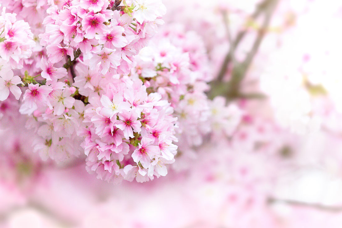 【南投】雲的故鄉~武界部落2日