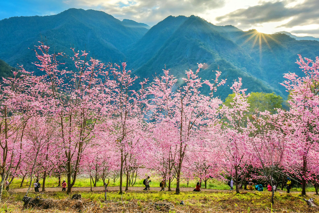  【新竹】上帝的部落．司馬庫斯櫻花季2日