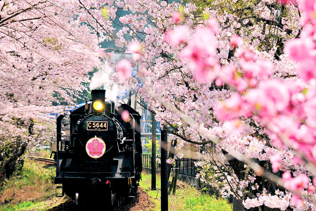 【日本中部】大井川+濱名湖雙鐵道賞櫻．溫泉5日