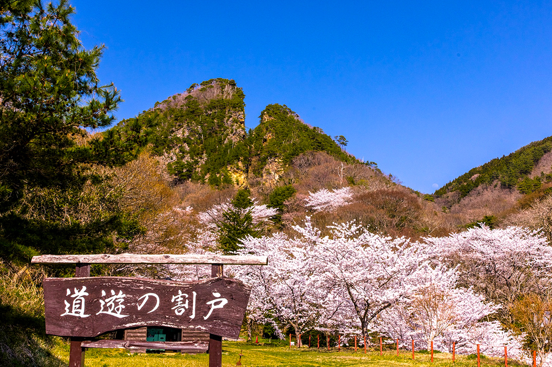 【新瀉 X 佐渡】賞櫻8日