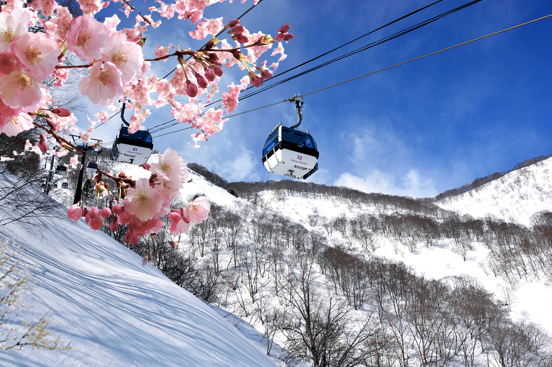 【日本中部】賞櫻限定．白馬雪地健走5日