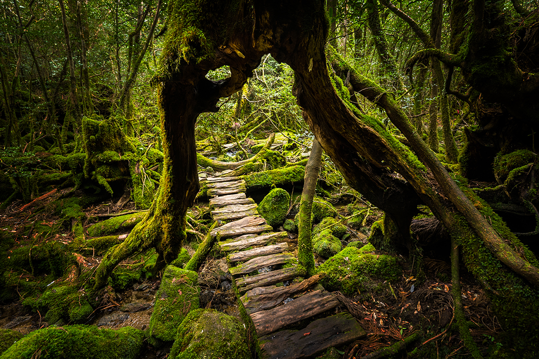 【魔法森林】日本屋久島(繩文杉 +白谷雲水峽)健走8日