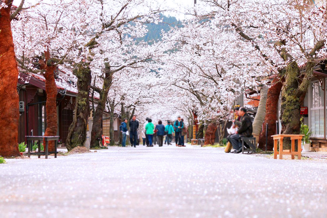 【島根、鳥取、岡山、廣島】山陰山陽神話古國賞櫻・溫泉8日